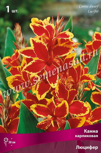 Если вы ищете растение, которое привнесло бы в облик сада нотку ЭКЗОТИЧЕСКОЙ ПЕСТРОТЫ и утонченной грации, познакомьтесь с цветком КАННА! Если вы ищете растение, которое привнесло бы в облик сада нотку ЭКЗОТИЧЕСКОЙ ПЕСТРОТЫ и утонченной грации, познакомьтесь с цветком КАННА!