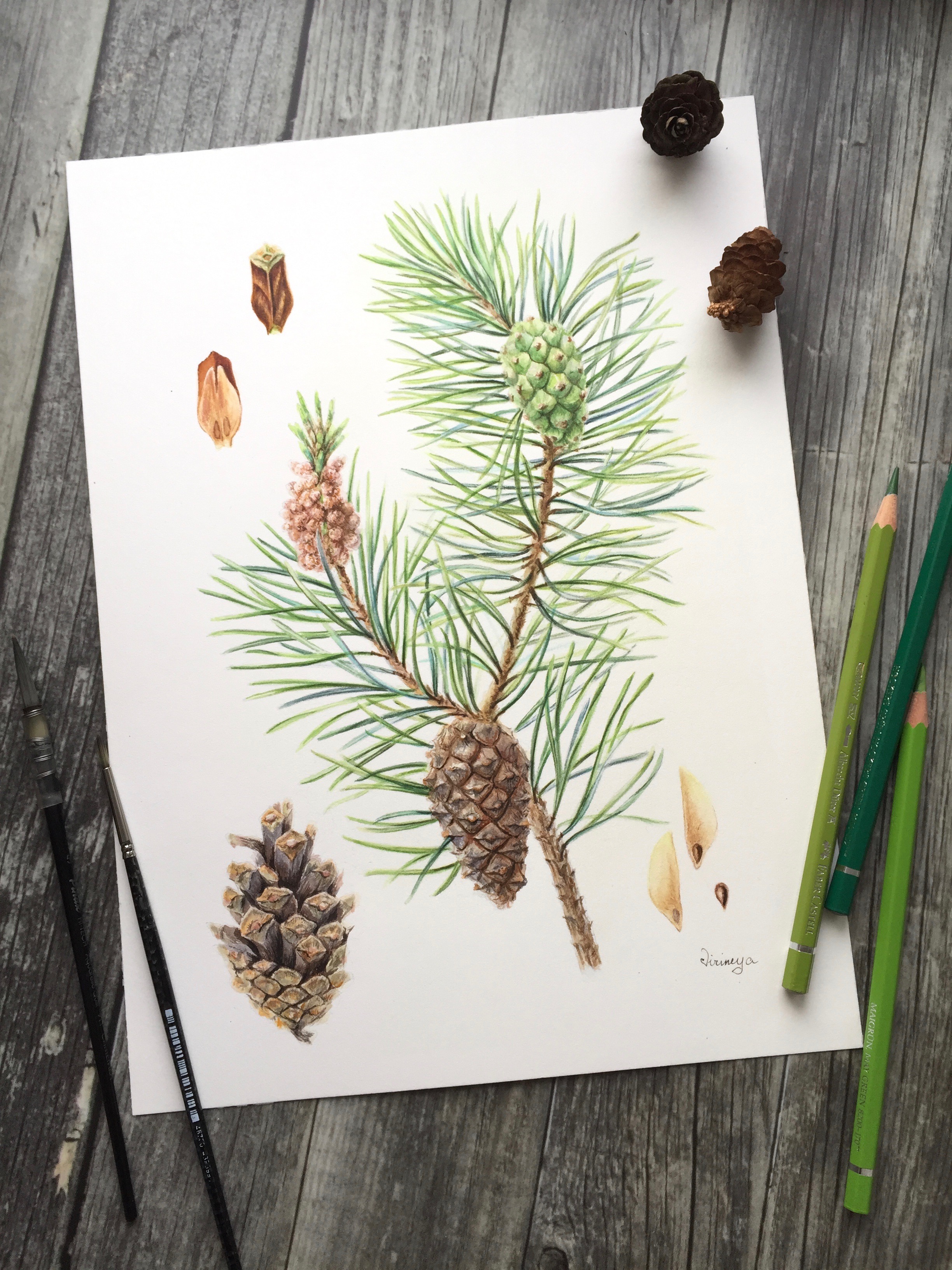 Ботаническая живопись Ботаническая живопись