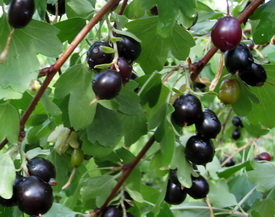 Какая смородина самая вкусная? Какая смородина самая вкусная?