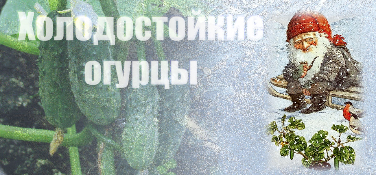 Холодостойкие огурцы - неизменно превосходный результат! Холодостойкие огурцы - неизменно превосходный результат!