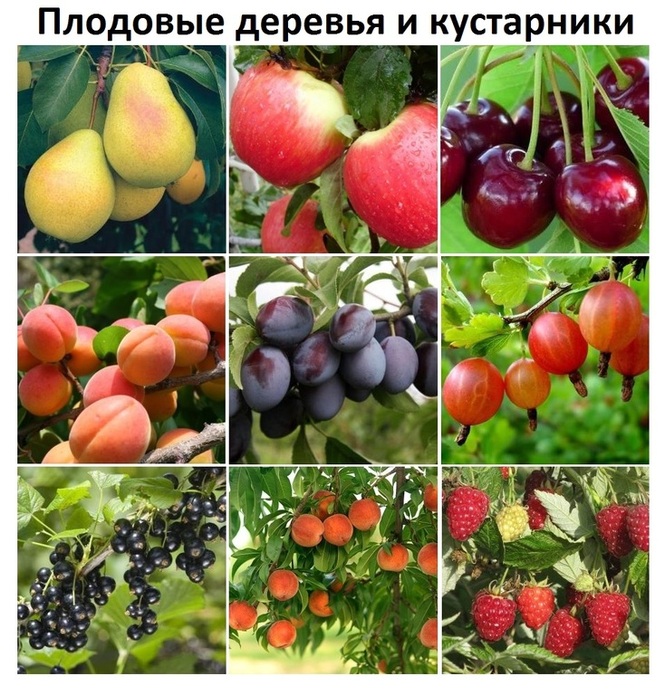 Предзаказ на весну! Плодовые деревья и кустарники в красочной упаковке от Агр*офи*рмы По*и*ск Предзаказ на весну! Плодовые деревья и кустарники в красочной упаковке от Агр*офи*рмы По*и*ск