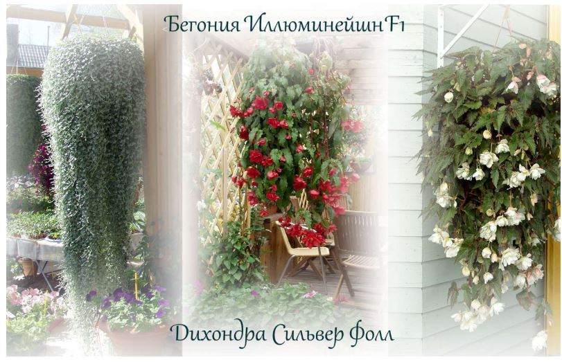 Цветы для вертикального озеленения в Вашем саду) Цветы для вертикального озеленения в Вашем саду)