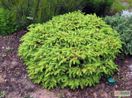 Если вы подыскиваете необычный и красивый кустарник для своего участка, обязательно стоит обратить внимание на ель обыкновенную Нидиформис. Это неприхотливое и невероятно красивое растение легко станет изюминкой в любом ландшафтном дизайне Если вы подыскиваете необычный и красивый кустарник для своего участка, обязательно стоит обратить внимание на ель обыкновенную Нидиформис. Это неприхотливое и невероятно красивое растение легко станет изюминкой в любом ландшафтном дизайне