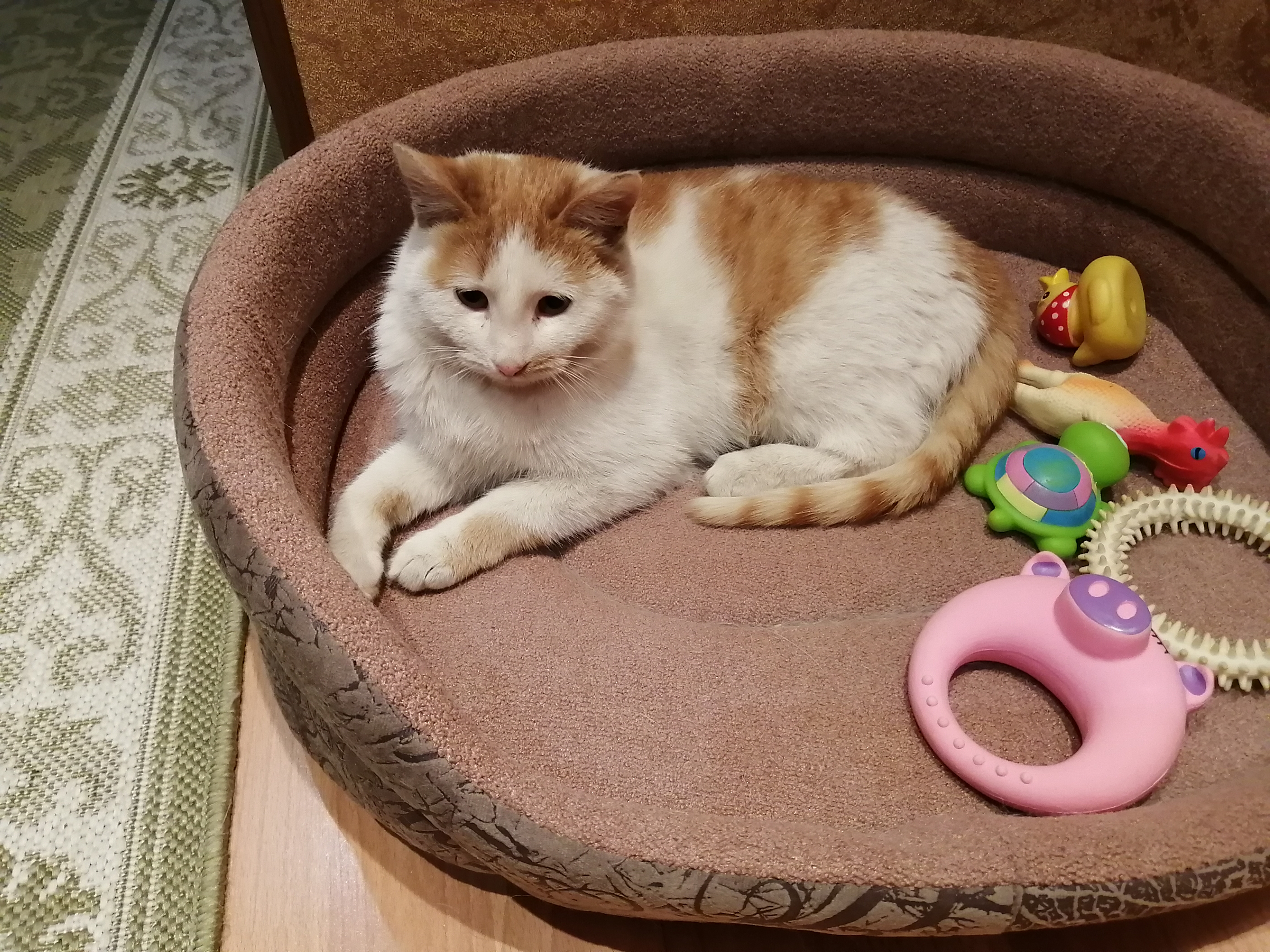 Ищет дом котейка Кузьма (5-6 мес.) Ищет дом котейка Кузьма (5-6 мес.)