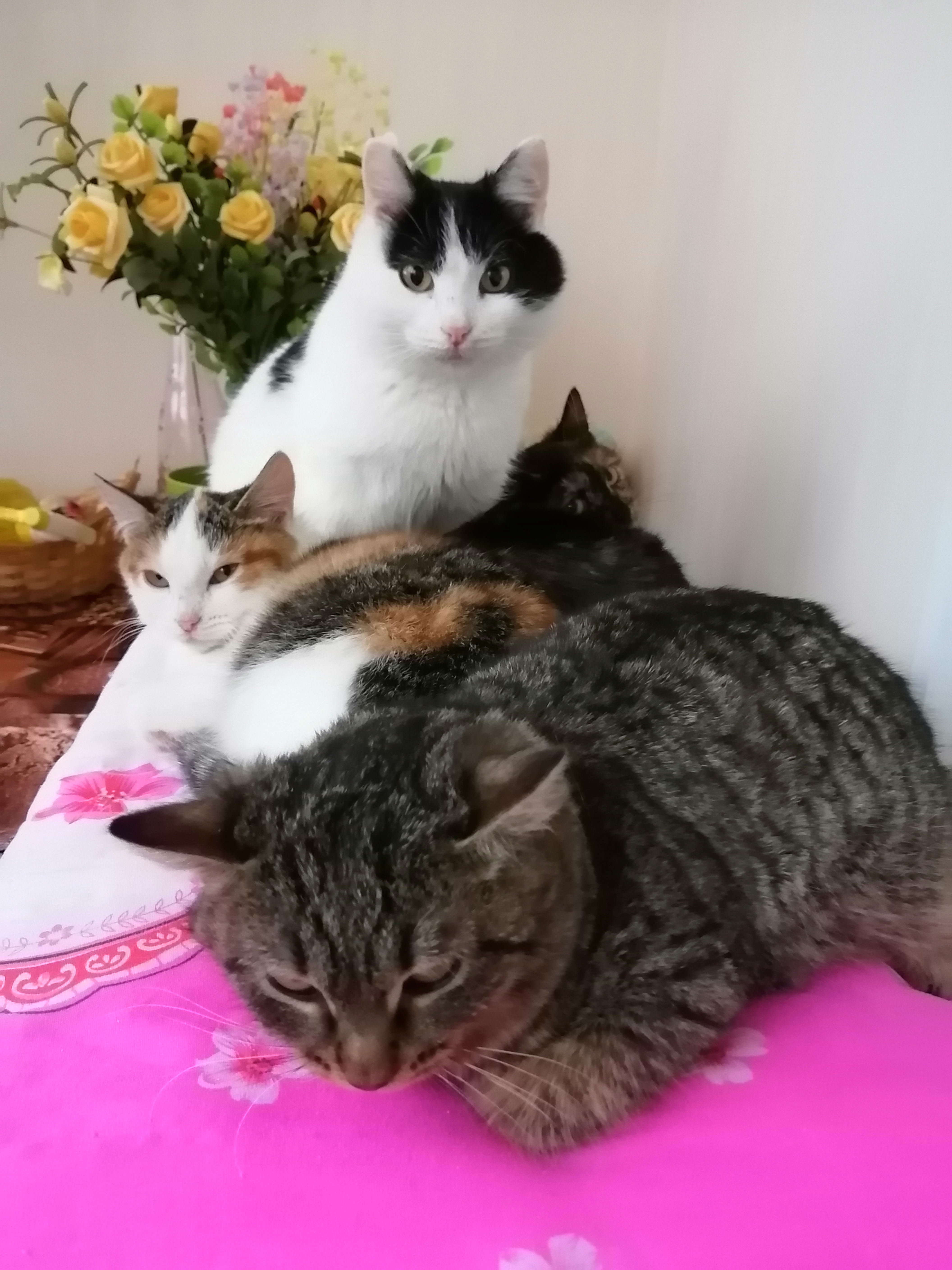 Ищу дом и любящих ответственных хозяев Ищу дом и любящих ответственных хозяев