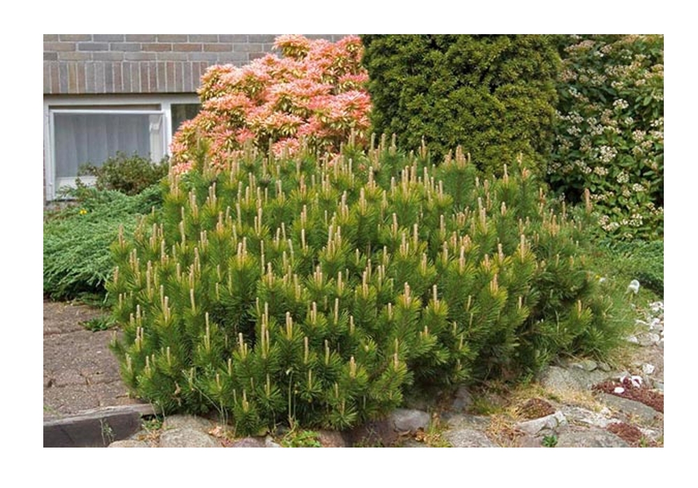 Сосна горная Мугус (Р9) - стелющийся кустарник, 1,5 - 2 м высотой Сосна горная Мугус (Р9) - стелющийся кустарник, 1,5 - 2 м высотой