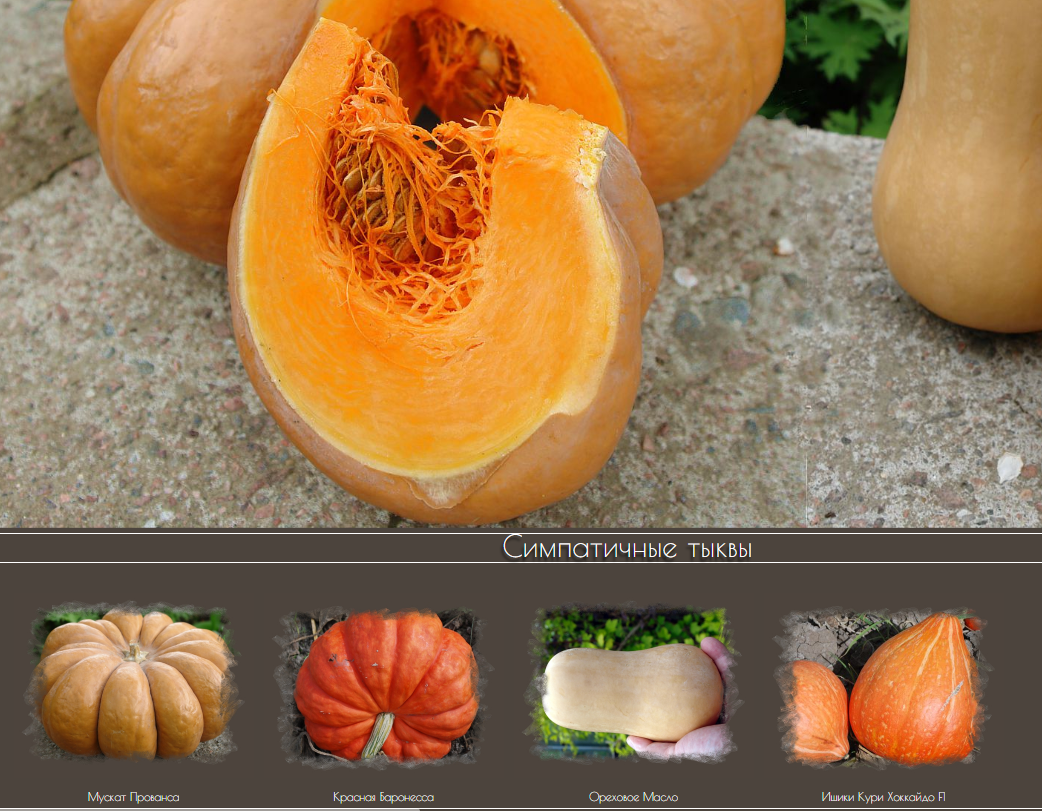 Роскошные тыквы станут украшением в Вашем саду! Роскошные тыквы станут украшением в Вашем саду!
