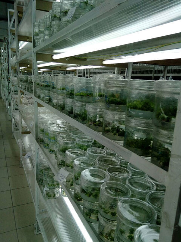 Сбор заказов до 05.03. Готовимся к дачному сезону - адаптированные саженцы (ex vitro) декоративных растений и земляники! Сбор заказов до 05.03. Готовимся к дачному сезону - адаптированные саженцы (ex vitro) декоративных растений и земляники!