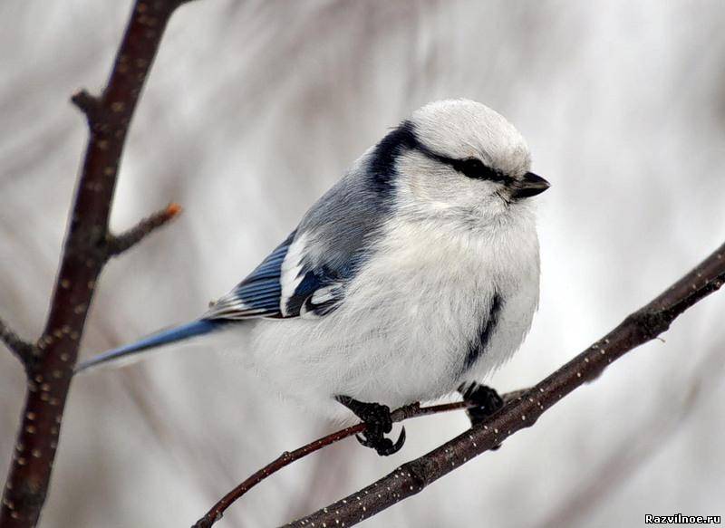 белая лазоревка белая лазоревка