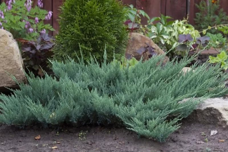 Можжевельник горизонтальный Блю Чип - генератор чистого воздуха, поражающий своими голубыми и сиреневыми оттенками хвои , и меняющийся в разные периоды года Можжевельник горизонтальный Блю Чип - генератор чистого воздуха, поражающий своими голубыми и сиреневыми оттенками хвои , и меняющийся в разные периоды года