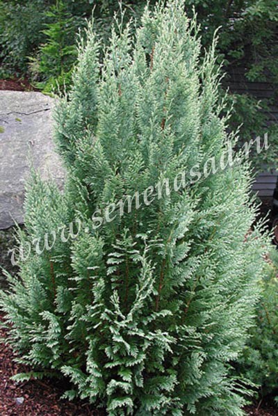 Белое пятно - так переводится название сорта этого элегантного кипарисовика! Белое пятно - так переводится название сорта этого элегантного кипарисовика!