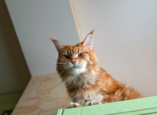 Завела себе мейн куна)))))) залезла почитать о том как они спят..... Завела себе мейн куна)))))) залезла почитать о том как они спят.....