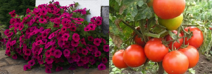 Сбор заказов. 21.05 Сбор заказов. Мамины Цветочки! Рассада томатов и петунии и однолетников Сбор заказов. 21.05 Сбор заказов. Мамины Цветочки! Рассада томатов и петунии и однолетников