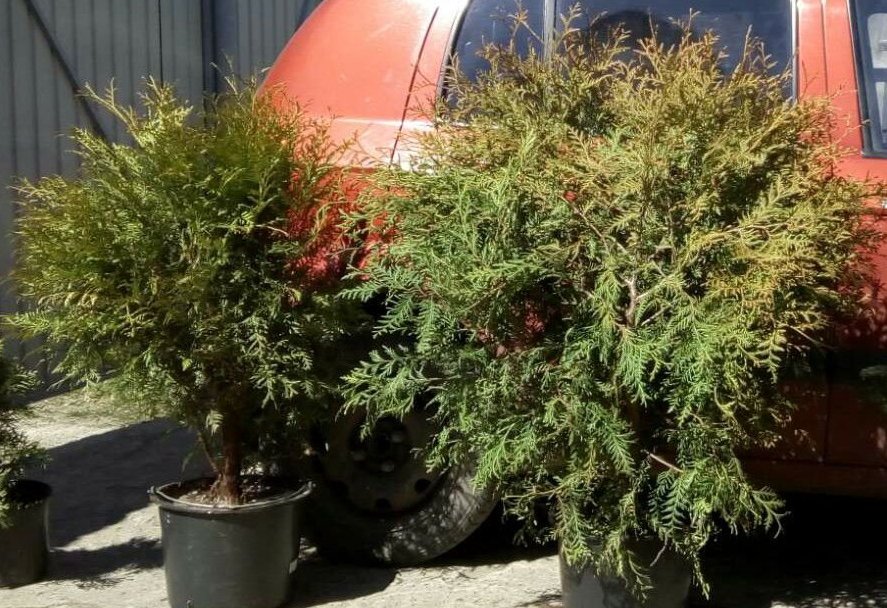 Туи Глобоза и ель канадская в наличии Туи Глобоза и ель канадская в наличии