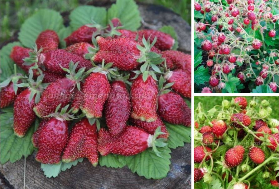 Если Вы двумя руками за малоуходный сад и огород, то земклуника - это 100% ваша ягода.Такую сладкую, ароматную, обильную и неприхотливую ягодную культуру нужно еще поискать! Если Вы двумя руками за малоуходный сад и огород, то земклуника - это 100% ваша ягода.Такую сладкую, ароматную, обильную и неприхотливую ягодную культуру нужно еще поискать!