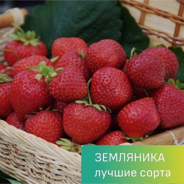 Как выбрать сорта земляники для посадки на даче! Как выбрать сорта земляники для посадки на даче!