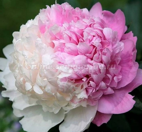 Пион молочноцветковый Мистер Эд - загадка Вашего сада! Пион молочноцветковый Мистер Эд - загадка Вашего сада!