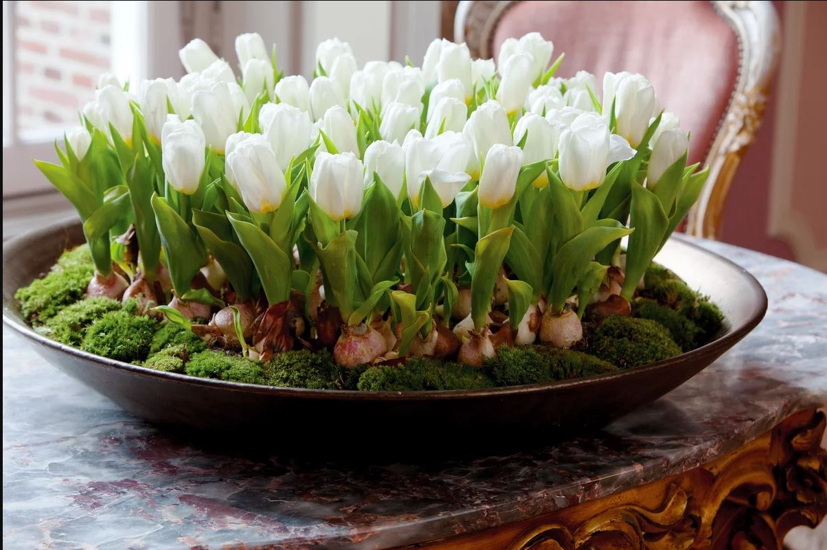 Самые горячие новинки 2020!!! С мировых подиумов - прямиком в наши сады! Самые горячие новинки 2020!!! С мировых подиумов - прямиком в наши сады!