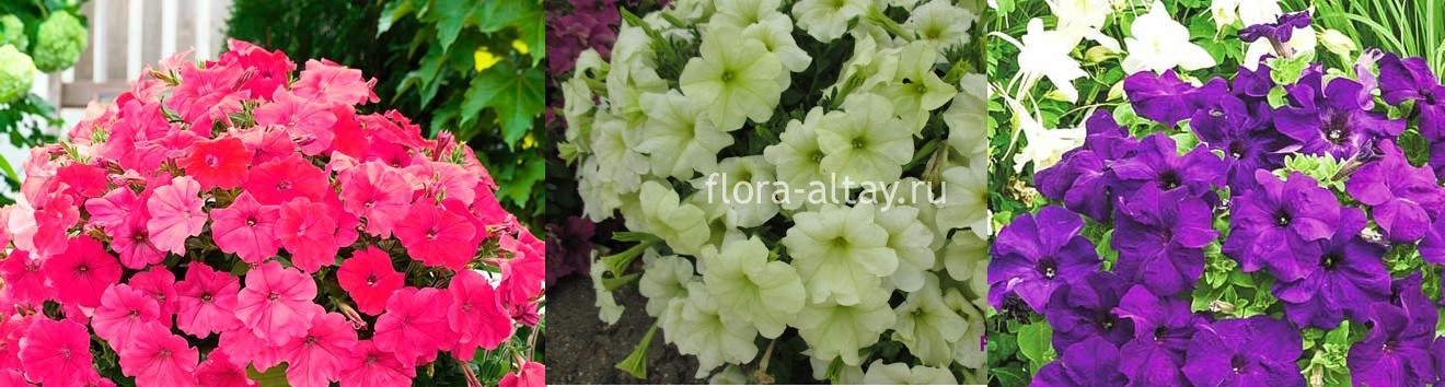 Сбор заказов.11.06 Сбор заказов. Мамины Цветочки! Рассада томатов и петунии и однолетников 2 Сбор заказов.11.06 Сбор заказов. Мамины Цветочки! Рассада томатов и петунии и однолетников 2