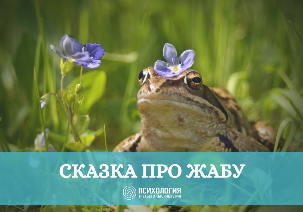 СКАЗКА ПРО ЖАБУ СКАЗКА ПРО ЖАБУ