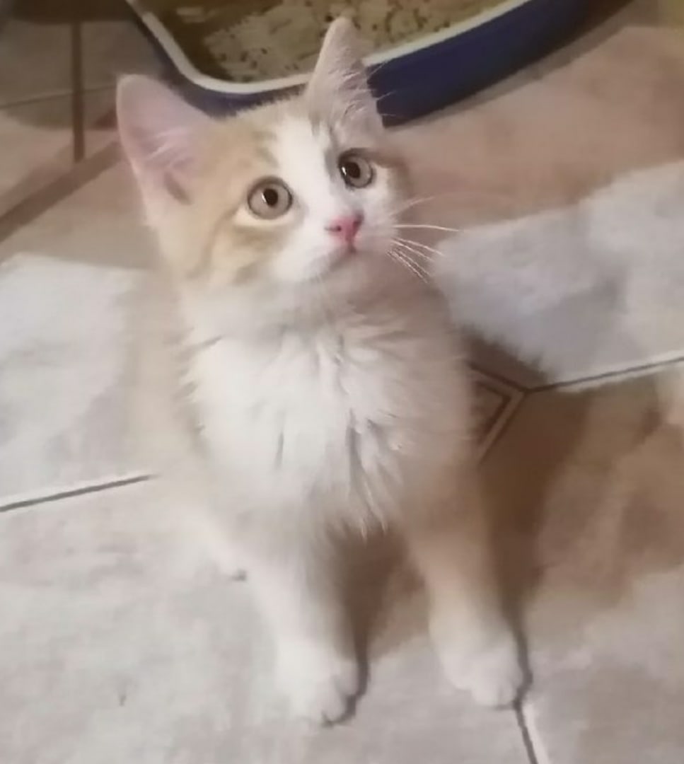 Малыши ищут мампап Малыши ищут мампап