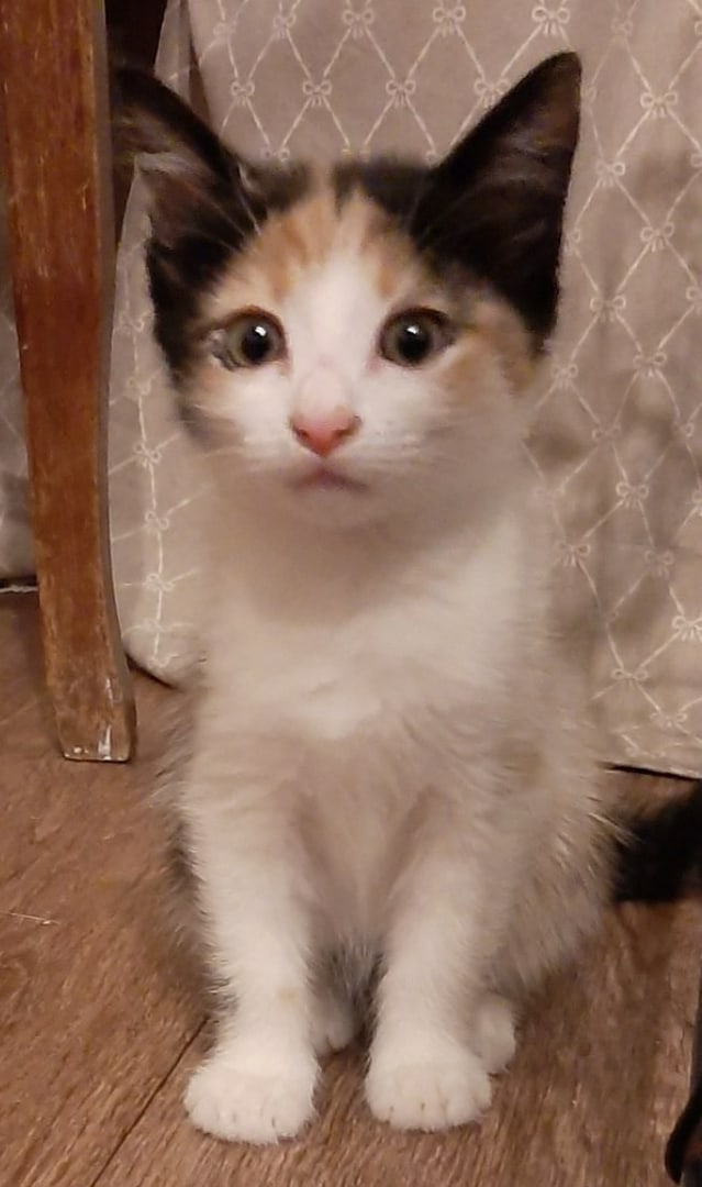 Малыши ищут мампап Малыши ищут мампап