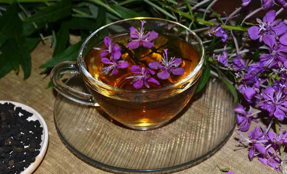 ОЧЕНЬ ИНТЕРЕСНАЯ И ПОЛЕЗНАЯ ИНФОРМАЦИЯ ПРО ИВАН ЧАЙ! ОЧЕНЬ ИНТЕРЕСНАЯ И ПОЛЕЗНАЯ ИНФОРМАЦИЯ ПРО ИВАН ЧАЙ!