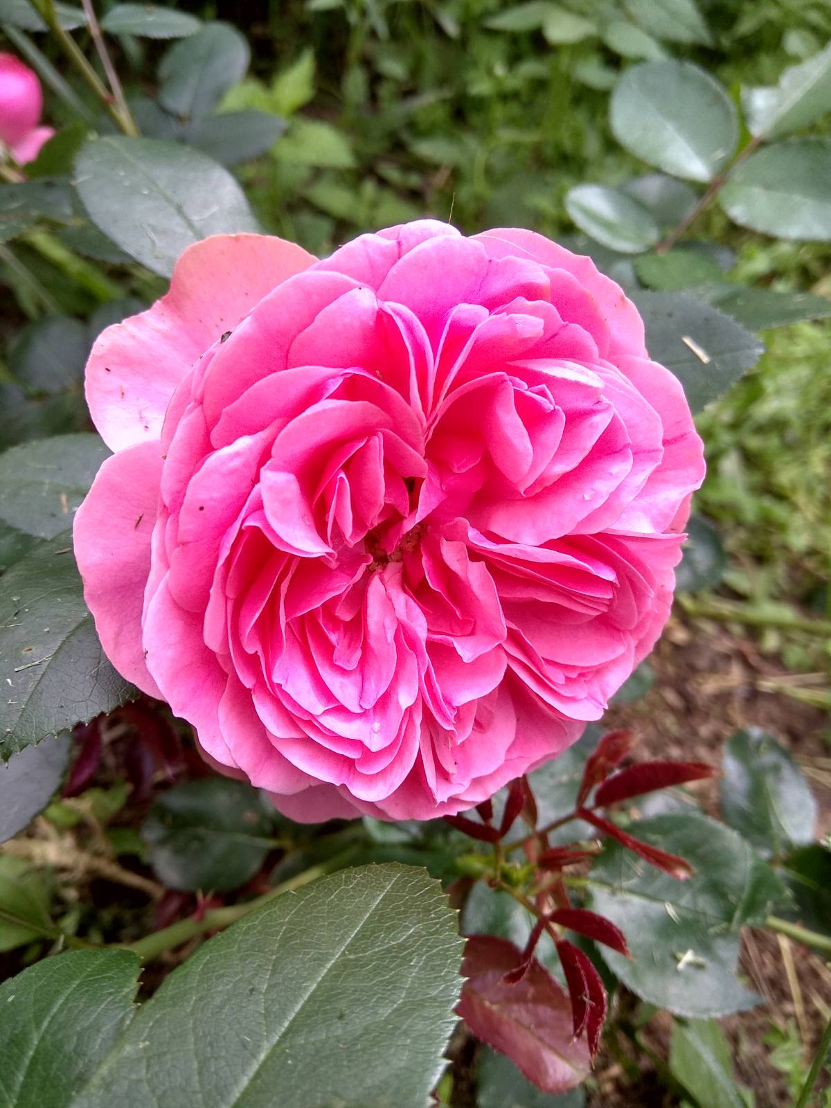 Гирлянд де амур Гирлянд де амур