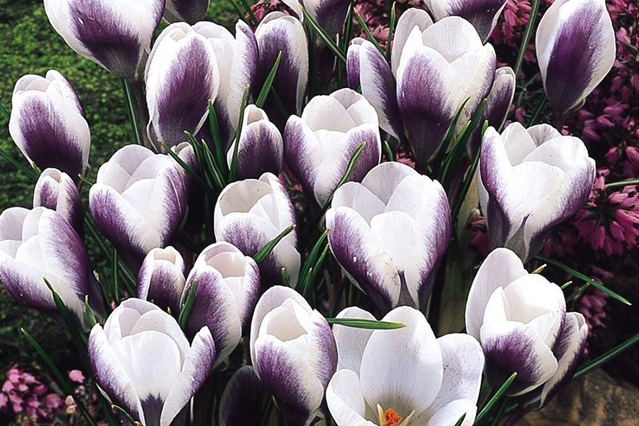 Луковичные культуры Осень 2020. Ассортимент:крокусы, тюльпаны, гиацинты,анемоны, нарциссы,рябчики.Выкуп 30 Луковичные культуры Осень 2020. Ассортимент:крокусы, тюльпаны, гиацинты,анемоны, нарциссы,рябчики.Выкуп 30