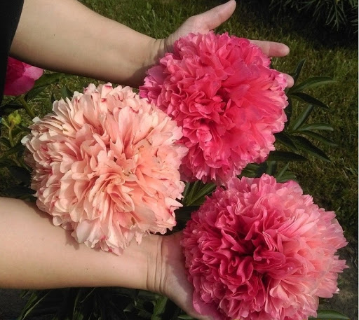 Сбор заказов. 25.10 Таких цен я еще не видела! Лучшие сорта пионов из Голландии! В наличии!!! Сбор заказов. 25.10 Таких цен я еще не видела! Лучшие сорта пионов из Голландии! В наличии!!!