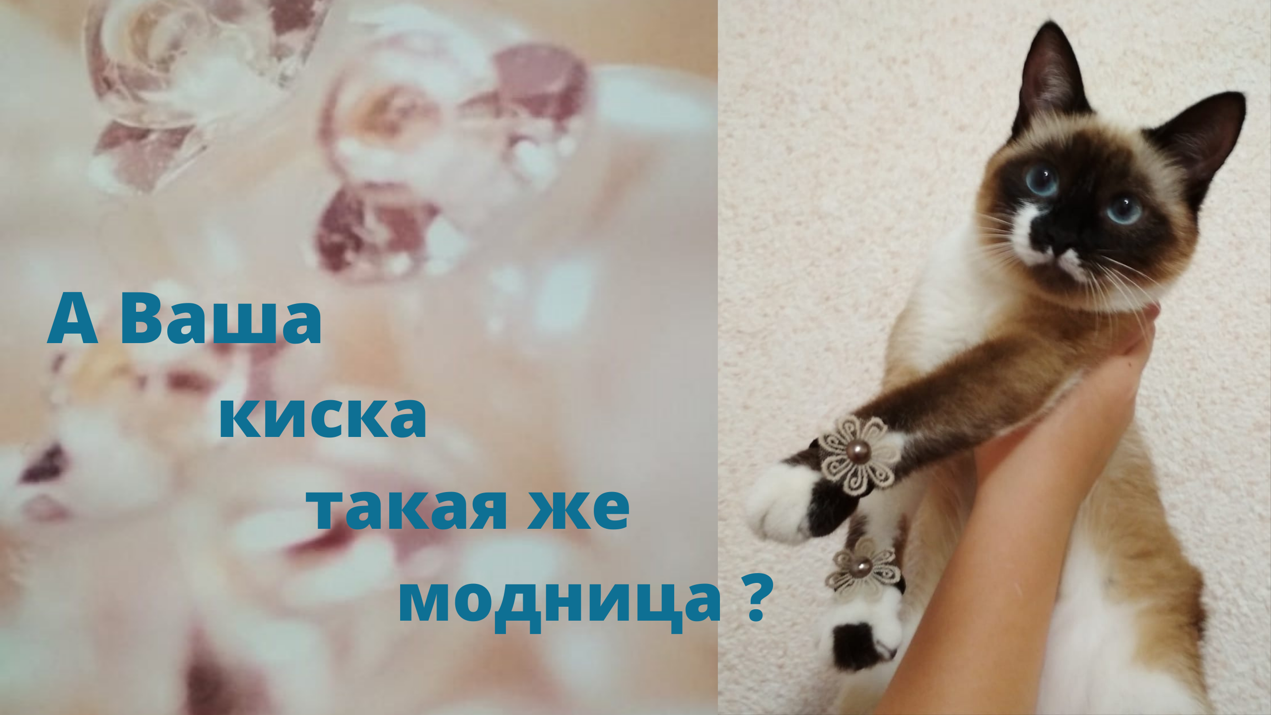 А Ваша киска такая же модница?? А Ваша киска такая же модница??