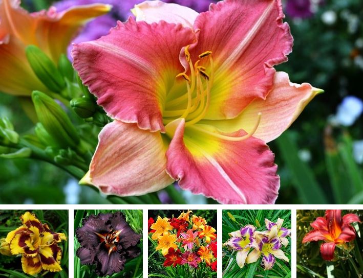 Лилейник - многолетник для занятых дачников! Эффектный и достаточно неприхотливый! Новые сорта к заказу! Лилейник - многолетник для занятых дачников! Эффектный и достаточно неприхотливый! Новые сорта к заказу!