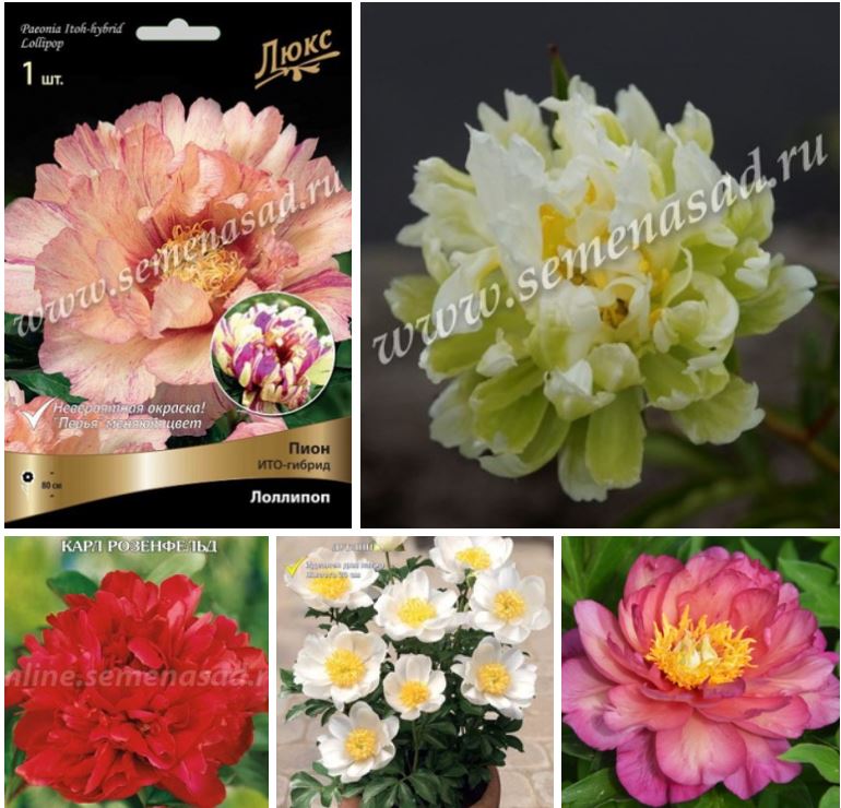 Роскошные пионы - шедевры мировой селекции! Роскошные пионы - шедевры мировой селекции!