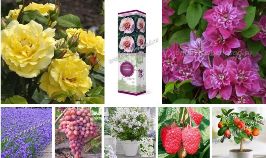 Предзаказ на весну 2021! Саженцы плодовых и декоративных растений в красочной упаковке от компании Пo*и*ск. Розы, клематисы, гортензии, виноград, цитрусовые и многое другое! Предзаказ на весну 2021! Саженцы плодовых и декоративных растений в красочной упаковке от компании Пo*и*ск. Розы, клематисы, гортензии, виноград, цитрусовые и многое другое!