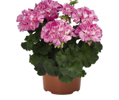 Шикарная коллекция пеларгоний! Для дома и сада Шикарная коллекция пеларгоний! Для дома и сада