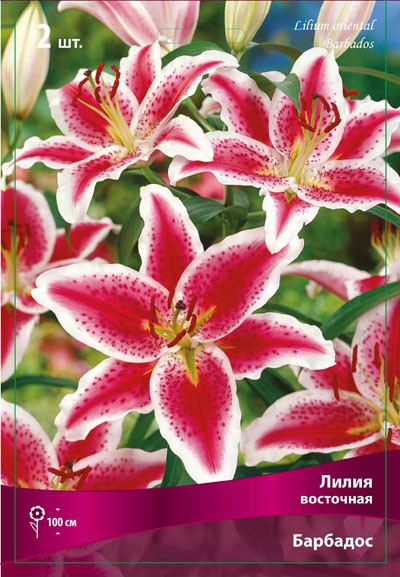 Предзаказ на весну 2021/2! Луковичные, лилии, многолетники! Количество ограничено! Предзаказ на весну 2021/2! Луковичные, лилии, многолетники! Количество ограничено!