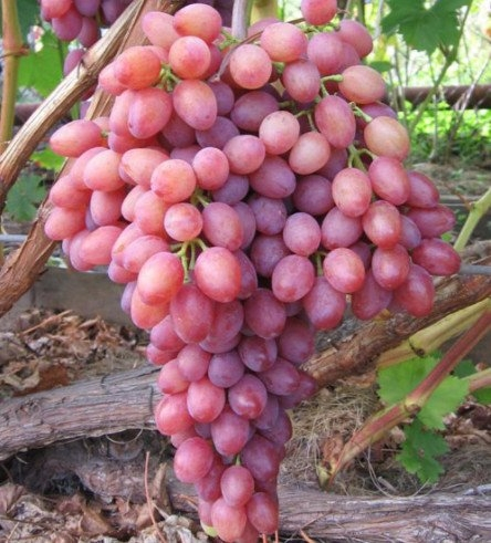 Саженцы плодового винограда - предзаказ на весну! Саженцы плодового винограда - предзаказ на весну!