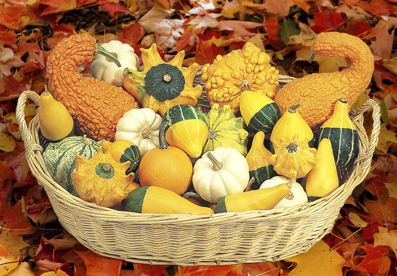 Необычные тыквы! Наравне с привычными формами Биотехника предлагает сорта с весьма необычными плодами и свойствами! Необычные тыквы! Наравне с привычными формами Биотехника предлагает сорта с весьма необычными плодами и свойствами!