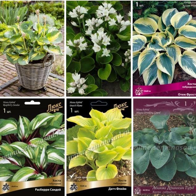 Хоста - многолетнее растение для любого сада! Она непривередлива в уходе, устойчива к сильным холодам и вредителям. А какое многообразие видов и расцветок! Хоста - многолетнее растение для любого сада! Она непривередлива в уходе, устойчива к сильным холодам и вредителям. А какое многообразие видов и расцветок!