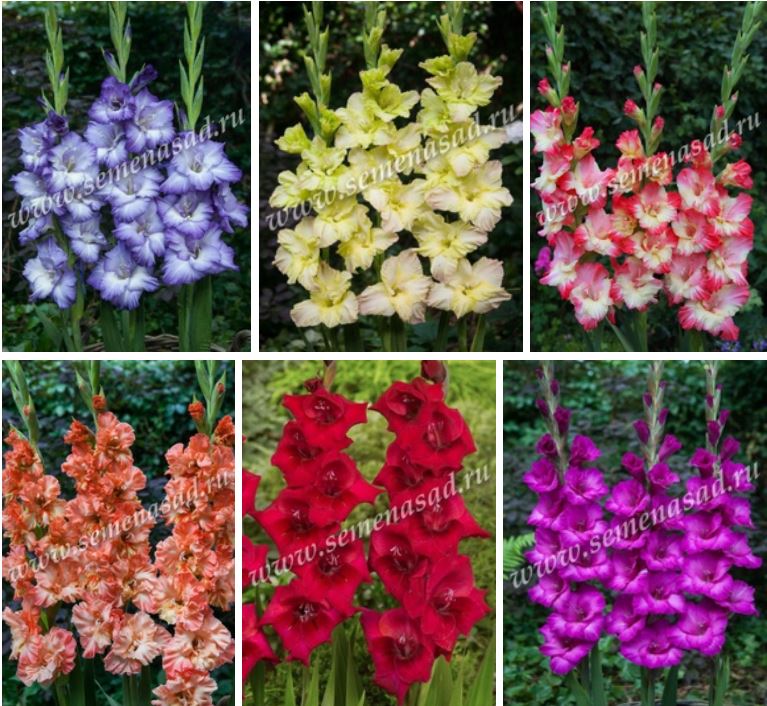 Гладиолусы для весенней посадки. Отличный выбор! Гладиолусы для весенней посадки. Отличный выбор!