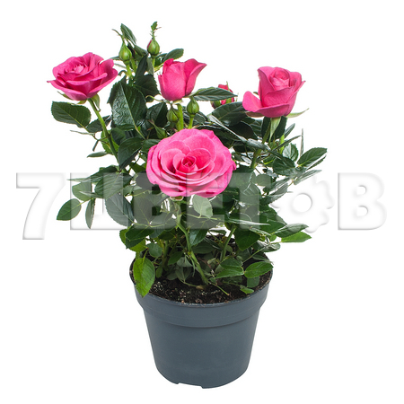 Комнатные горшечные растения. Голландские и домашние в одном сборе, цены от 30 рублей! Комнатные горшечные растения. Голландские и домашние в одном сборе, цены от 30 рублей!