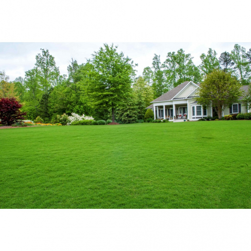 Профессиональные и очень бюджетные газоны. Горчичный жмых, монокультуры, сидераты, смеси Профессиональные и очень бюджетные газоны. Горчичный жмых, монокультуры, сидераты, смеси