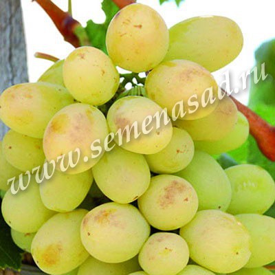 ОЧЕНЬ СЛАДКИЙ ВИНОГРАД! Прекрасно растет в нашей полосе! Рекомендую! ОЧЕНЬ СЛАДКИЙ ВИНОГРАД! Прекрасно растет в нашей полосе! Рекомендую!