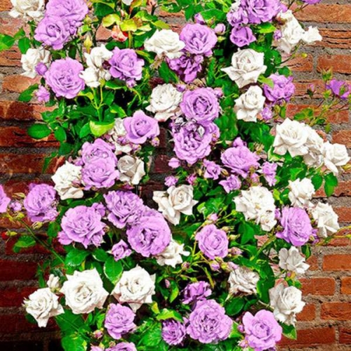 Такие нежные фиолетово-сиреневые оттенки в саду! Такие нежные фиолетово-сиреневые оттенки в саду!