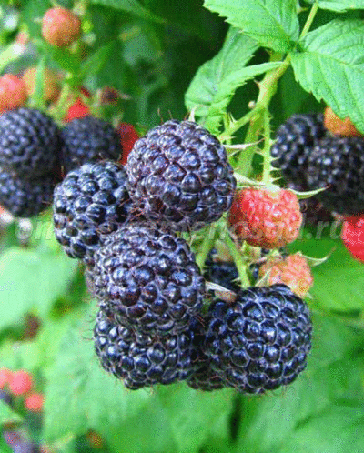 Ремонтантная, традиционная, штамбовая, черная, ананасная... МАЛИНА - НАША ЛЮБИМИЦА В САДУ! Ремонтантная, традиционная, штамбовая, черная, ананасная... МАЛИНА - НАША ЛЮБИМИЦА В САДУ!