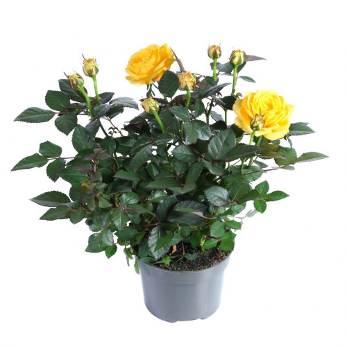 Комнатные горшечные растения. Голландские и домашние в одном сборе. Комнатные горшечные растения. Голландские и домашние в одном сборе.