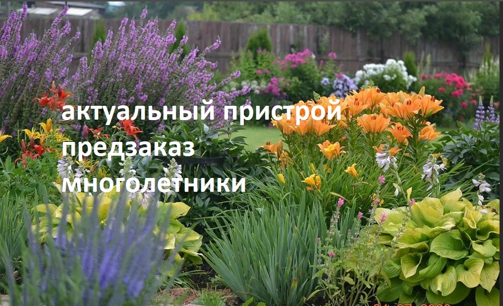 актуальный пристрой предзаказ многолетников актуальный пристрой предзаказ многолетников
