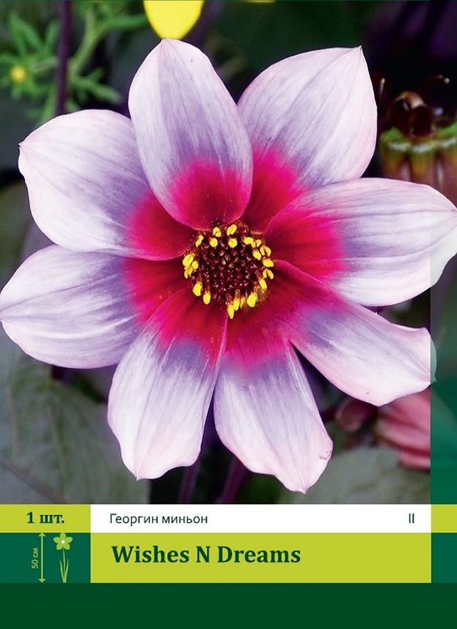 Луковичные цветы и многолетники Луковичные цветы и многолетники