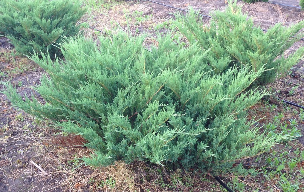 Туи и можжевельники казацкие в наличии Туи и можжевельники казацкие в наличии