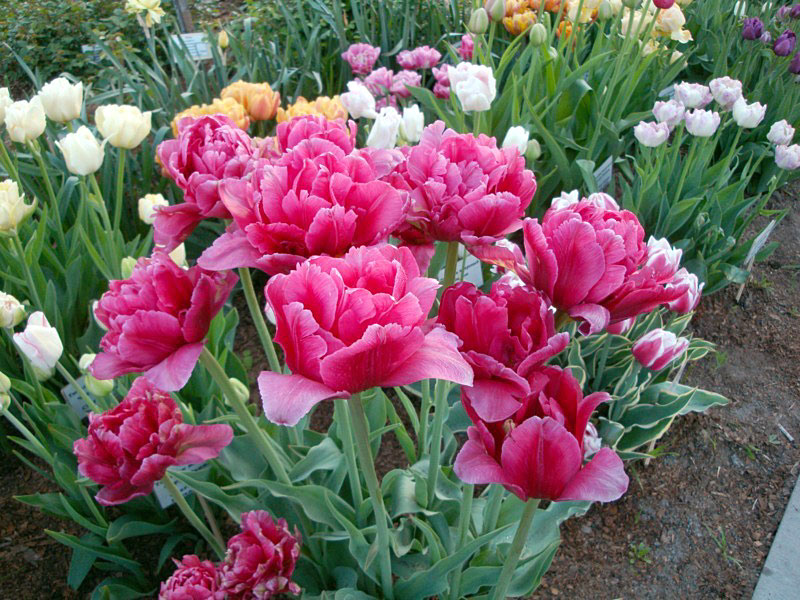 Сбор до 04 Июня.Осенние луковичные Предзаказ.Очень красивые тюльпаны, нарциссы, крокусы, гиацинты и много других луковичных!!!!Отличное качество. Сбор до 04 Июня.Осенние луковичные Предзаказ.Очень красивые тюльпаны, нарциссы, крокусы, гиацинты и много других луковичных!!!!Отличное качество.